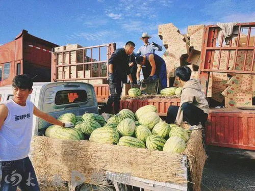 宁夏辟谣“硒砂瓜滞销烂市” 宁夏辟谣“硒砂瓜滞销烂市”
